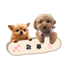 おばぁわんズ（個別スタンプ：35）