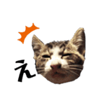 ちのまめビビちゃん（個別スタンプ：3）
