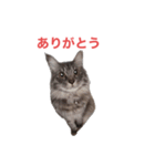 「つきちゃん」の気持ち（個別スタンプ：1）
