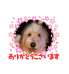ももは挨拶①（個別スタンプ：1）