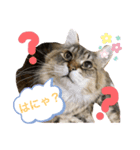 トマくんの七変化（個別スタンプ：4）