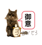 トマくんの七変化（個別スタンプ：6）