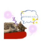 トマくんの七変化（個別スタンプ：7）