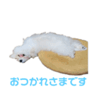 ベガスタンプ2（個別スタンプ：5）