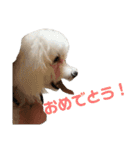 ベガスタンプ2（個別スタンプ：6）