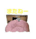 ベガスタンプ2（個別スタンプ：7）