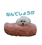 ベガスタンプ2（個別スタンプ：17）
