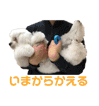 ベガスタンプ2（個別スタンプ：19）