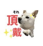 ハマナホーム看板犬（個別スタンプ：1）