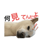 ハマナホーム看板犬（個別スタンプ：3）