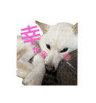 ハマナホーム看板犬（個別スタンプ：5）