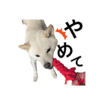 ハマナホーム看板犬（個別スタンプ：6）