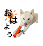 ハマナホーム看板犬（個別スタンプ：8）