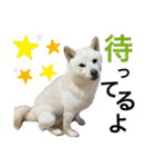 ハマナホーム看板犬（個別スタンプ：9）