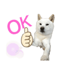 ハマナホーム看板犬（個別スタンプ：10）