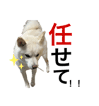 ハマナホーム看板犬（個別スタンプ：12）