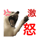 ハマナホーム看板犬（個別スタンプ：13）