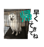 ハマナホーム看板犬（個別スタンプ：15）