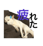ハマナホーム看板犬（個別スタンプ：16）