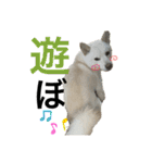 ハマナホーム看板犬（個別スタンプ：18）