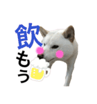 ハマナホーム看板犬（個別スタンプ：19）