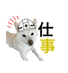 ハマナホーム看板犬（個別スタンプ：21）