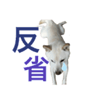 ハマナホーム看板犬（個別スタンプ：24）