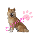 雀(すずめ)（個別スタンプ：10）