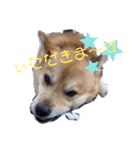 雀(すずめ)（個別スタンプ：11）