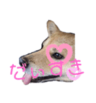 雀(すずめ)（個別スタンプ：12）