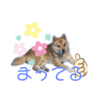 雀(すずめ)（個別スタンプ：13）
