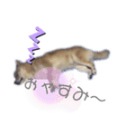 雀(すずめ)（個別スタンプ：14）