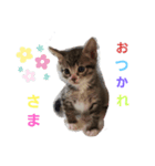 日常わんにゃ（個別スタンプ：3）
