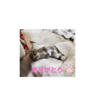 日常わんにゃ（個別スタンプ：4）