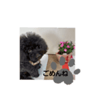 日常わんにゃ（個別スタンプ：5）