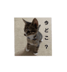 日常わんにゃ（個別スタンプ：7）