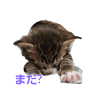 日常わんにゃ（個別スタンプ：8）