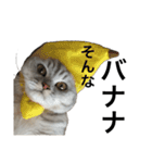 ここ慎太郎（個別スタンプ：21）