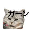 ここ慎太郎（個別スタンプ：30）