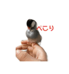 タケモト家のちょこちゃん（個別スタンプ：4）