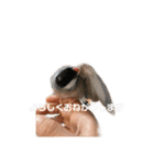 タケモト家のちょこちゃん（個別スタンプ：9）