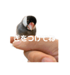 タケモト家のちょこちゃん（個別スタンプ：11）