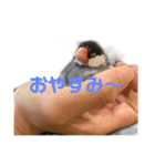 タケモト家のちょこちゃん（個別スタンプ：14）