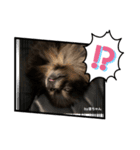 Pomeranian 姫＆凛（個別スタンプ：4）