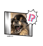 Pomeranian 姫＆凛（個別スタンプ：5）