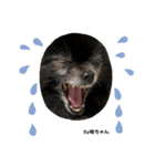Pomeranian 姫＆凛（個別スタンプ：6）