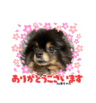 Pomeranian 姫＆凛（個別スタンプ：9）