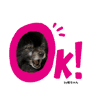Pomeranian 姫＆凛（個別スタンプ：10）