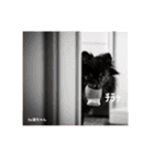 Pomeranian 姫＆凛（個別スタンプ：13）