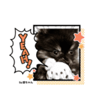 Pomeranian 姫＆凛（個別スタンプ：14）